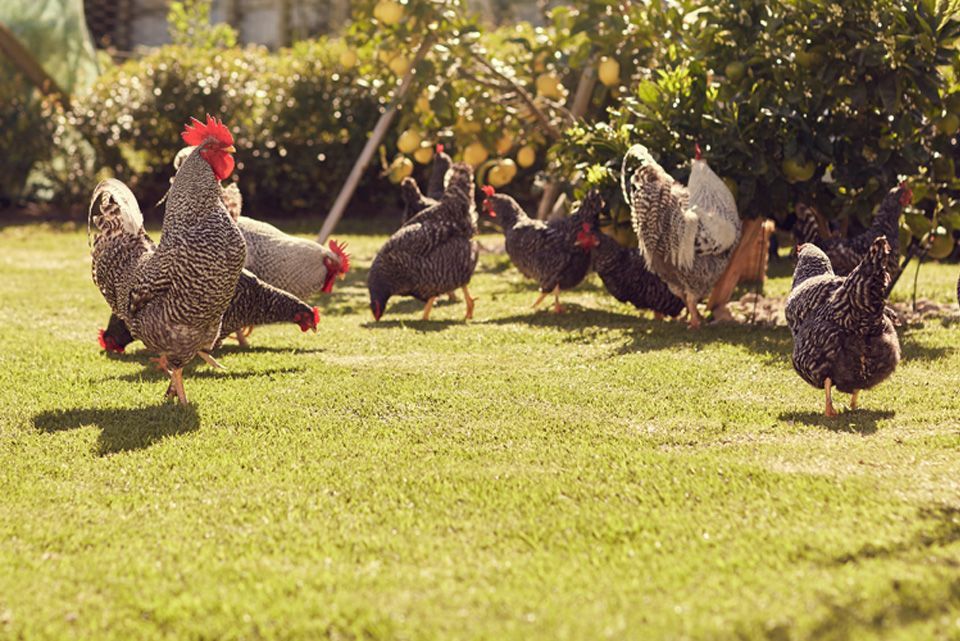 Thinking About Backyard Chickens? What PA Law Requires