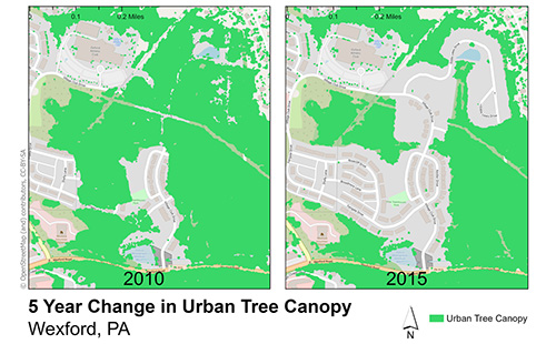 Why Protecting Trees Matters and What You Can Do